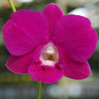Dendrobium Dream 8