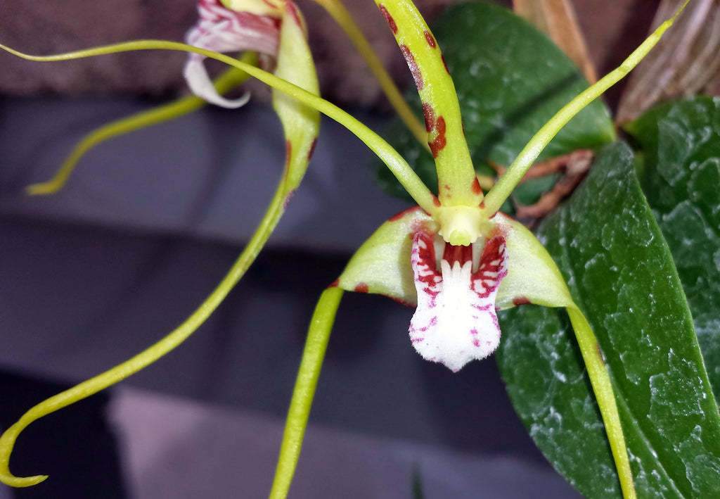Fragrant Species Dendrobium Tetragonum  'River Run'