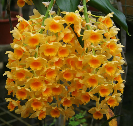 Den. densiflorum x griffithianum (Fragrant Variety)