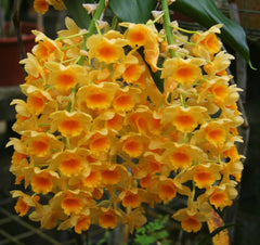 Pack of 4 Indian Dendrobiums (SPECIAL!!!)
