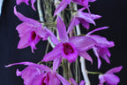Dendrobium Anosmum (Pink x Blue Lip)