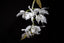 TOP - Dendrobium anosmum var. dearei (alba form -  Fragrant Species)