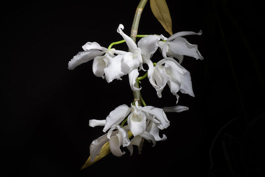 Dendrobium anosmum (alba form -  Fragrant Species)