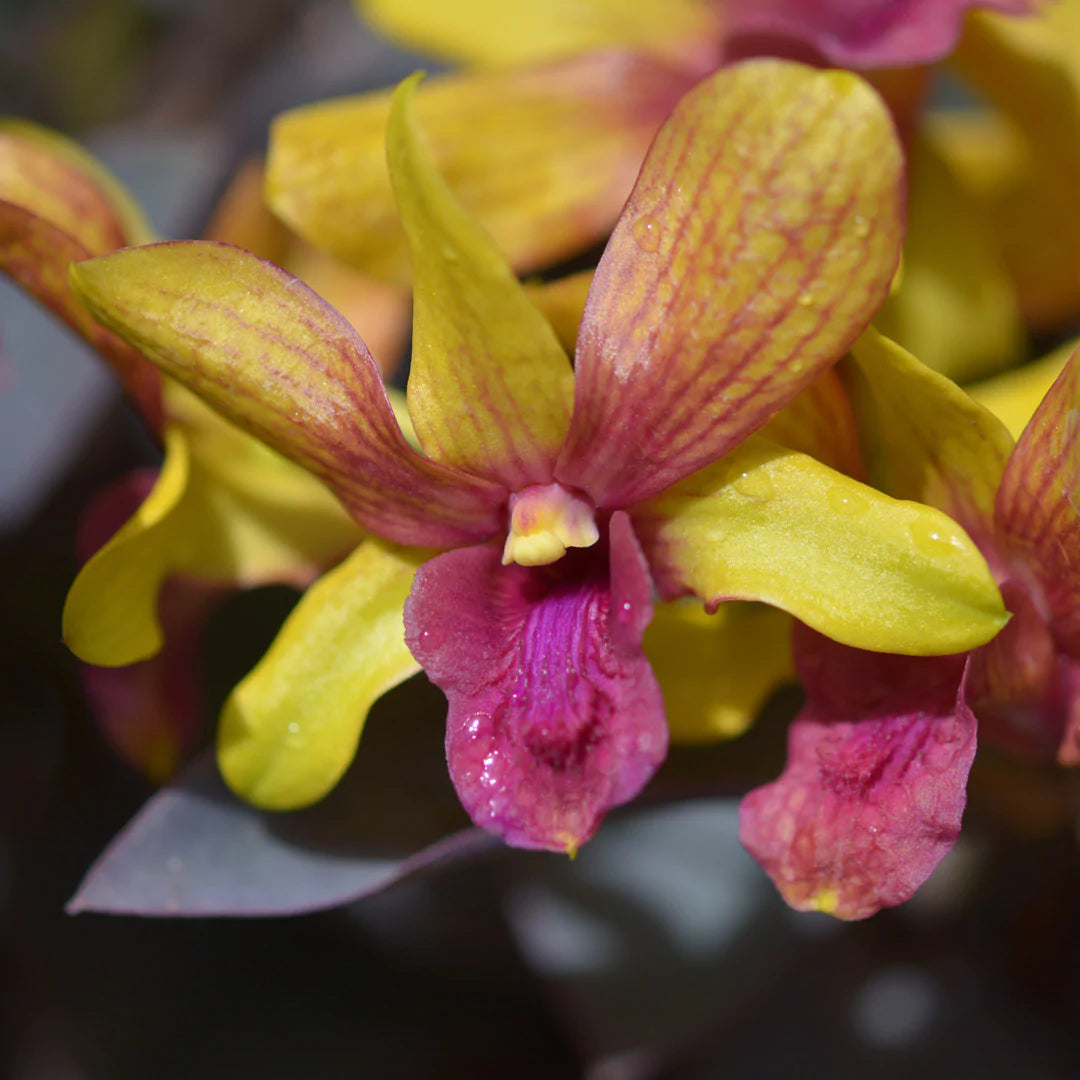 Dendrobium Golden Brown (Mericlone) Main image