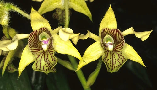 Dendrobium Macrophyllum (Fragrant Species)