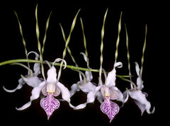 Dendrobium Helen Patricia (Poss) x Straitiotes