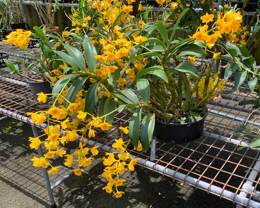 Dendrobium Chrysotoxum X Sib.