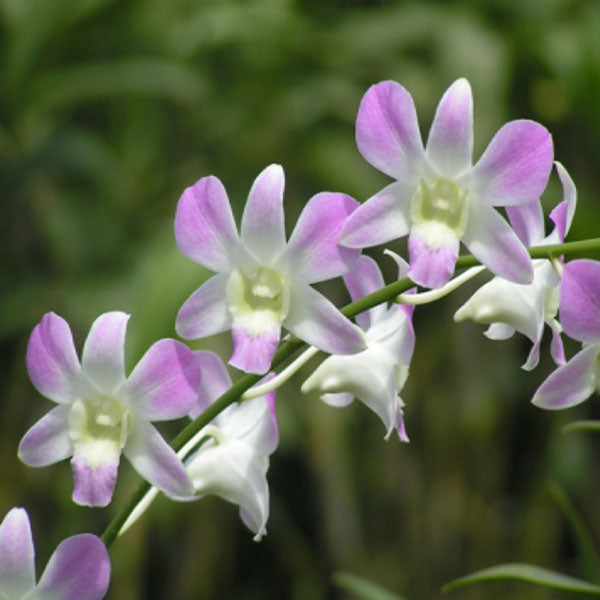 Den. Lucian Pink