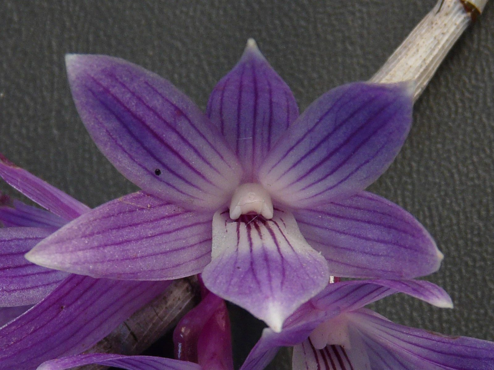 Dendrobium Mingle’s Sapphire x Gonzalesii Secondary image