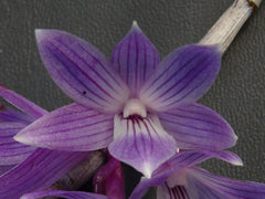 Dendrobium Mingle’s Sapphire x Gonzalesii