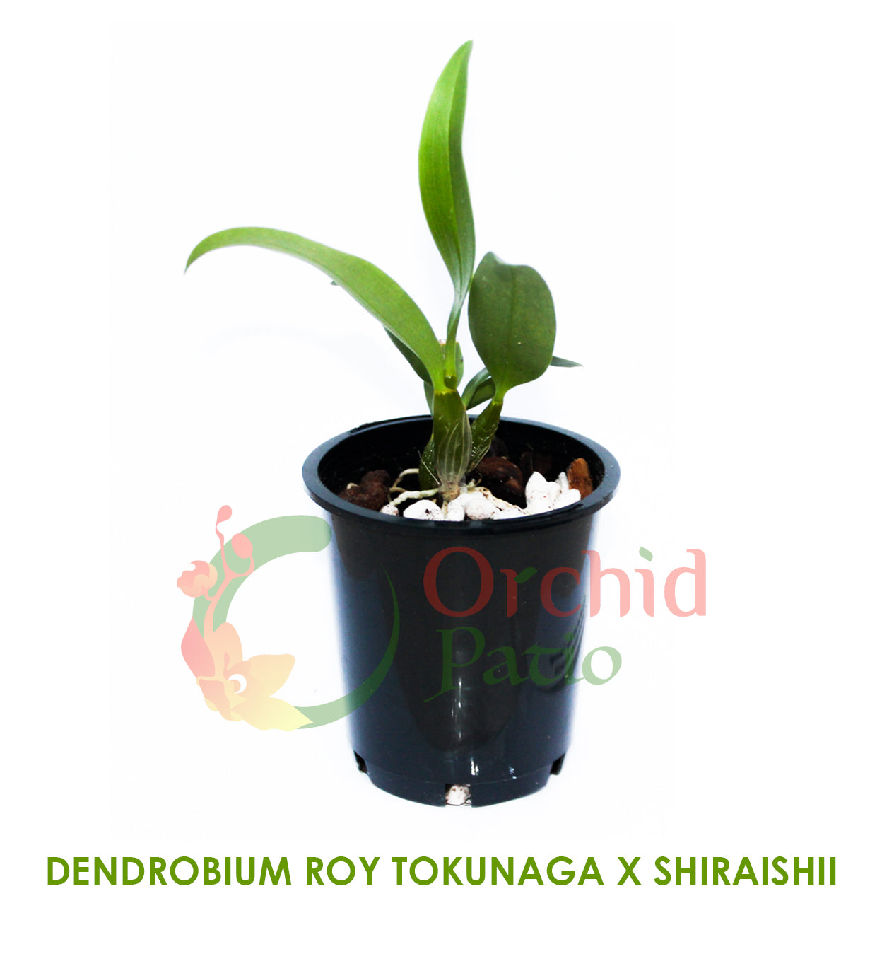 Dendrobium Roy Tokunaga x Shiraishii Secondary image