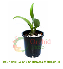 Dendrobium Roy Tokunaga x Shiraishii