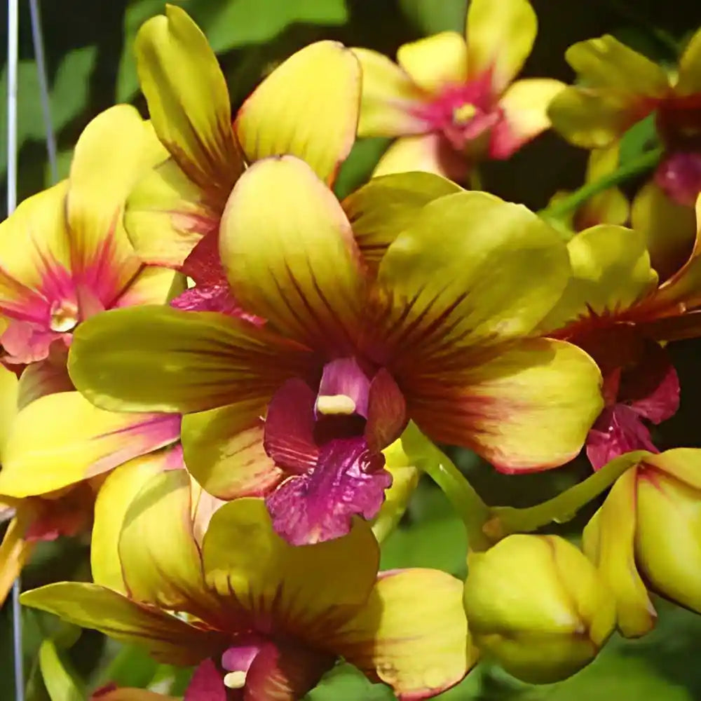 Dendrobium Yellow Splash IN SPIKE Main image
