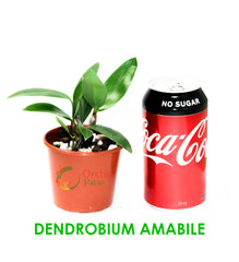 Dendrobium Amabile