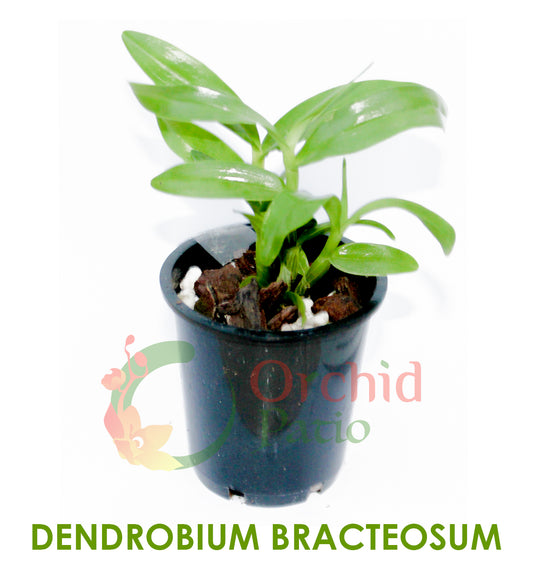 Dendrobium Bracteosum