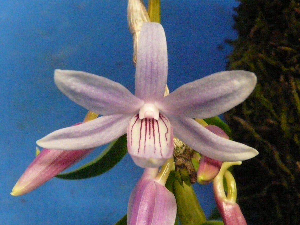 Dendrobium Mingle’s Sapphire x Gonzalesii