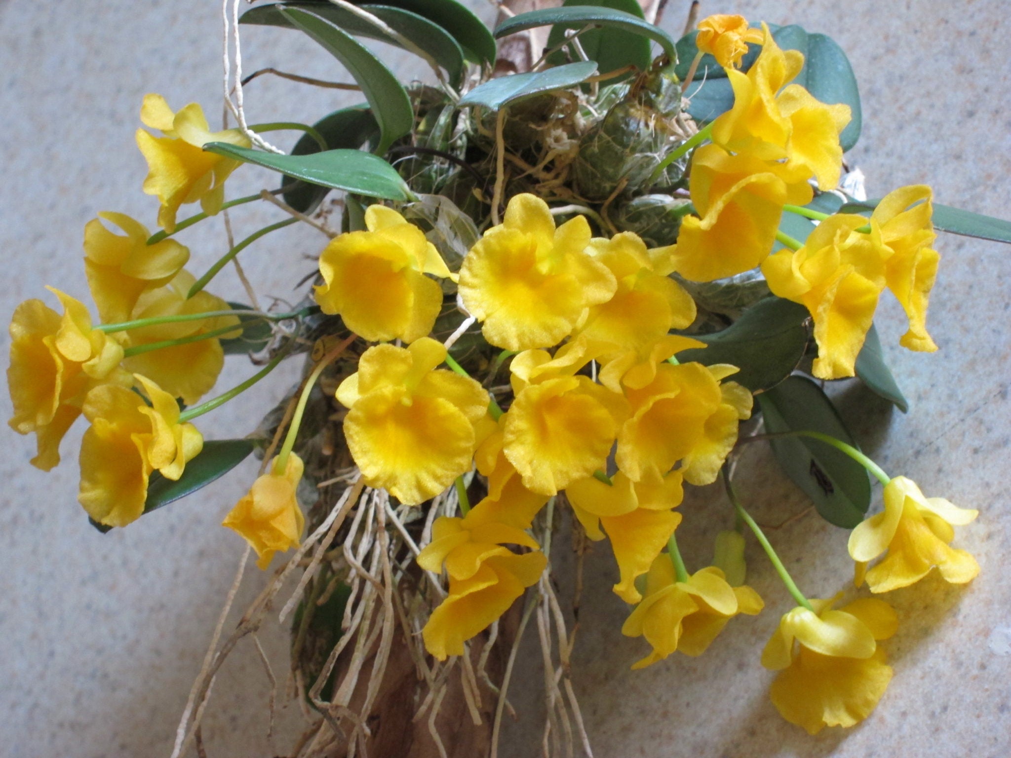 Dendrobium jenkinsii x self (FLASK) RARE ON SALE Main image