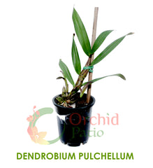 Dendrobium Pulchellum
