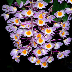 Fragrant Species Dendrobium Amabile
