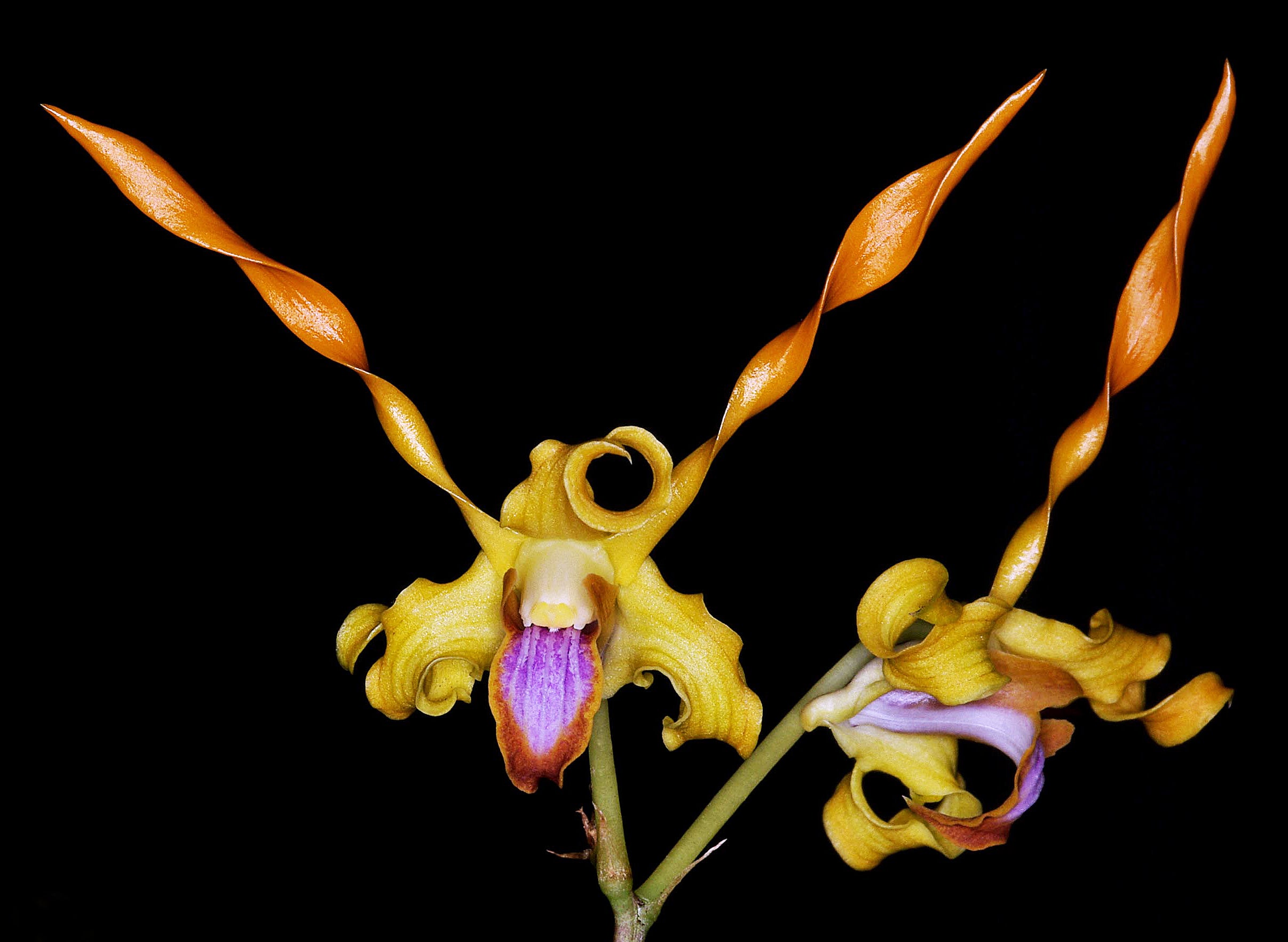 Dendrobium lasianthera x Dendrobium tangerinum (HARD TO FIND) Secondary image