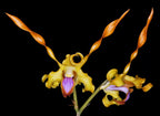 Dendrobium lasianthera x Dendrobium tangerinum (HARD TO FIND)