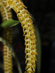 Dendrochilum magnum (IN SPIKES) HIGHLY FRAGRANT!