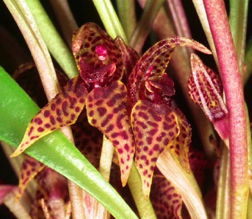 Dryadella Hirtzii