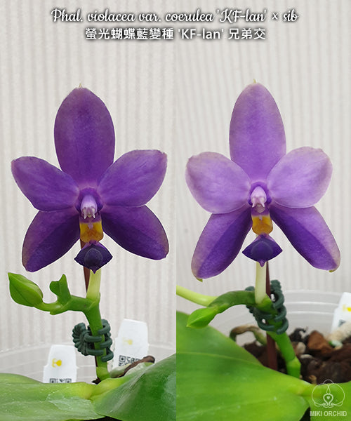 Phalaenopsis violacea var coerulea 'KF - lan' x sib