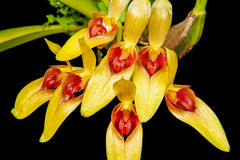Bulbophyllum graveolens (Species from New Guinea)