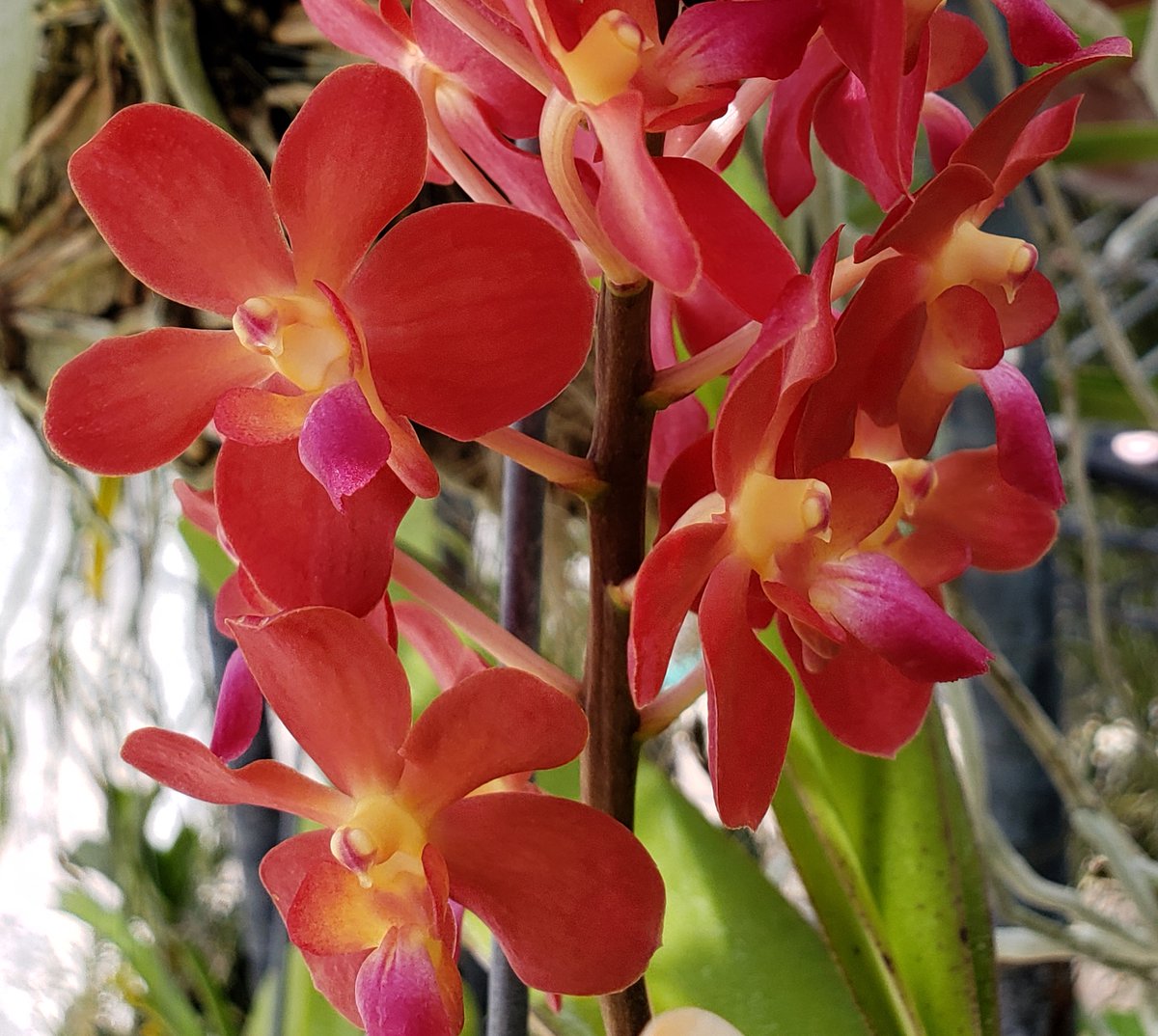 Renanthera (Azimah x Bangkok Sunset)