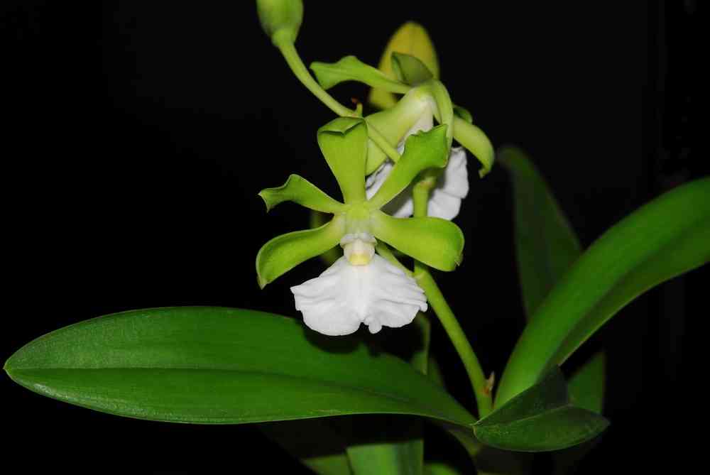 Rct. Jim Wallace 'Leo' x Enc. cordigera v. alba