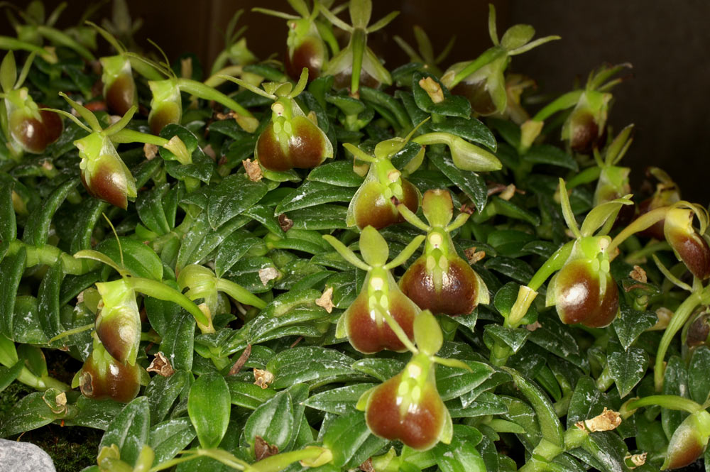 Epidendrum porpax flask (Species)