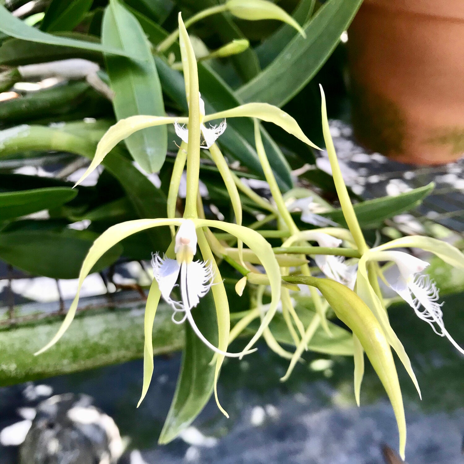 Epidendrum ciliare Main image