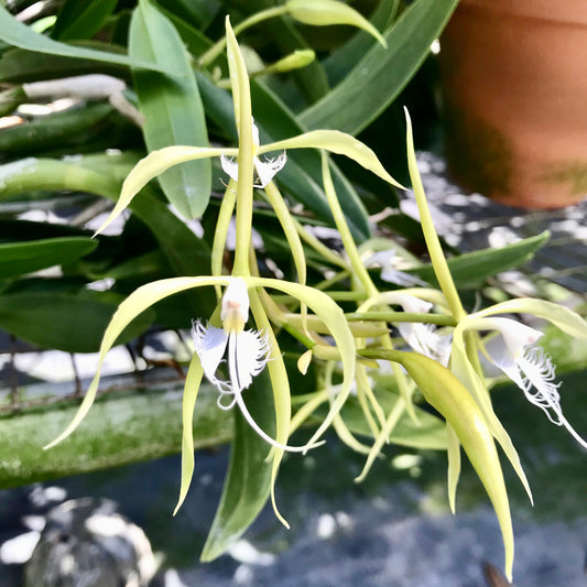 Epidendrum ciliare