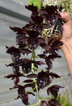 Fdk. Midnight Lace
