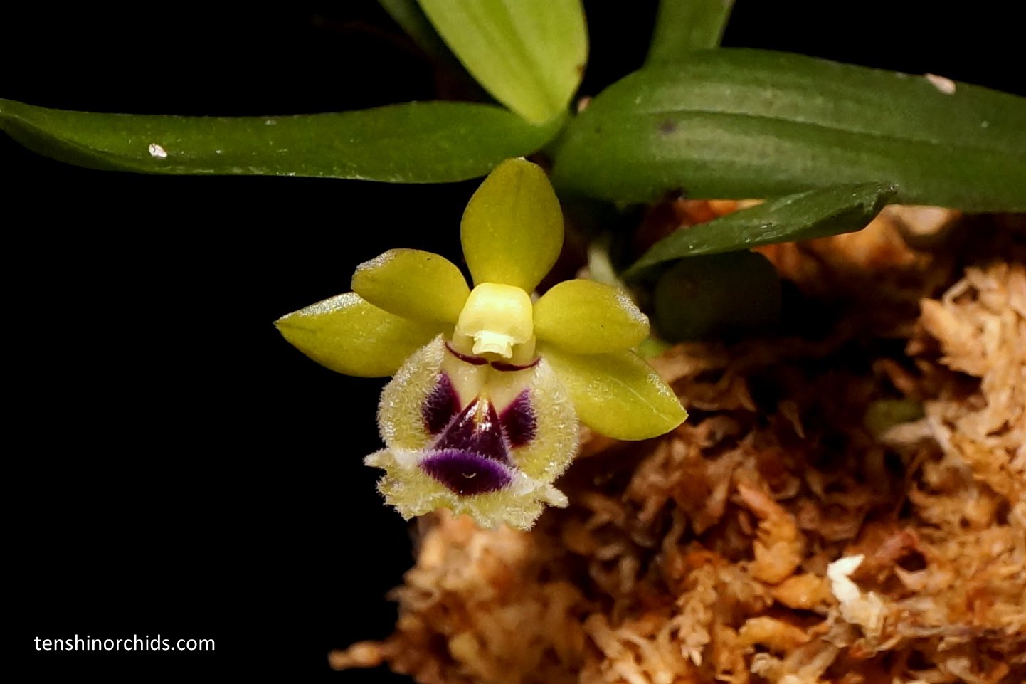 Haraella retrocalla tipo (Miniature Species from Taiwan) Main image