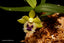 Haraella retrocalla tipo (Miniature Species from Taiwan)