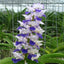 Rhynchostylis Coelestis  Blue ( Sky Blue Species)