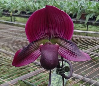 Paphiopedilum Hung Sheng Glow X Hung Sheng Bay Main image