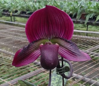 Paphiopedilum Hung Sheng Glow X Hung Sheng Bay