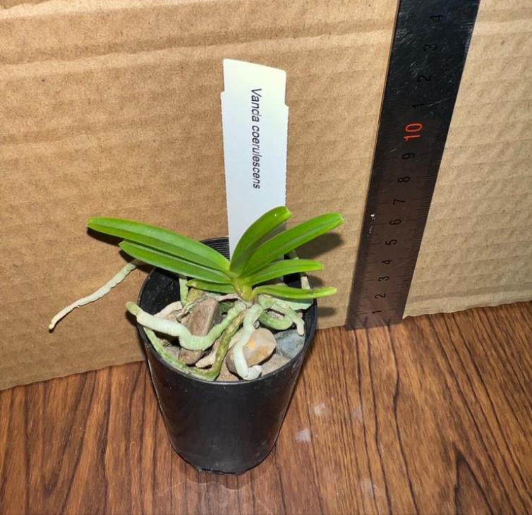 Vanda coerulescens (Sky Blue Vanda Species) Secondary image