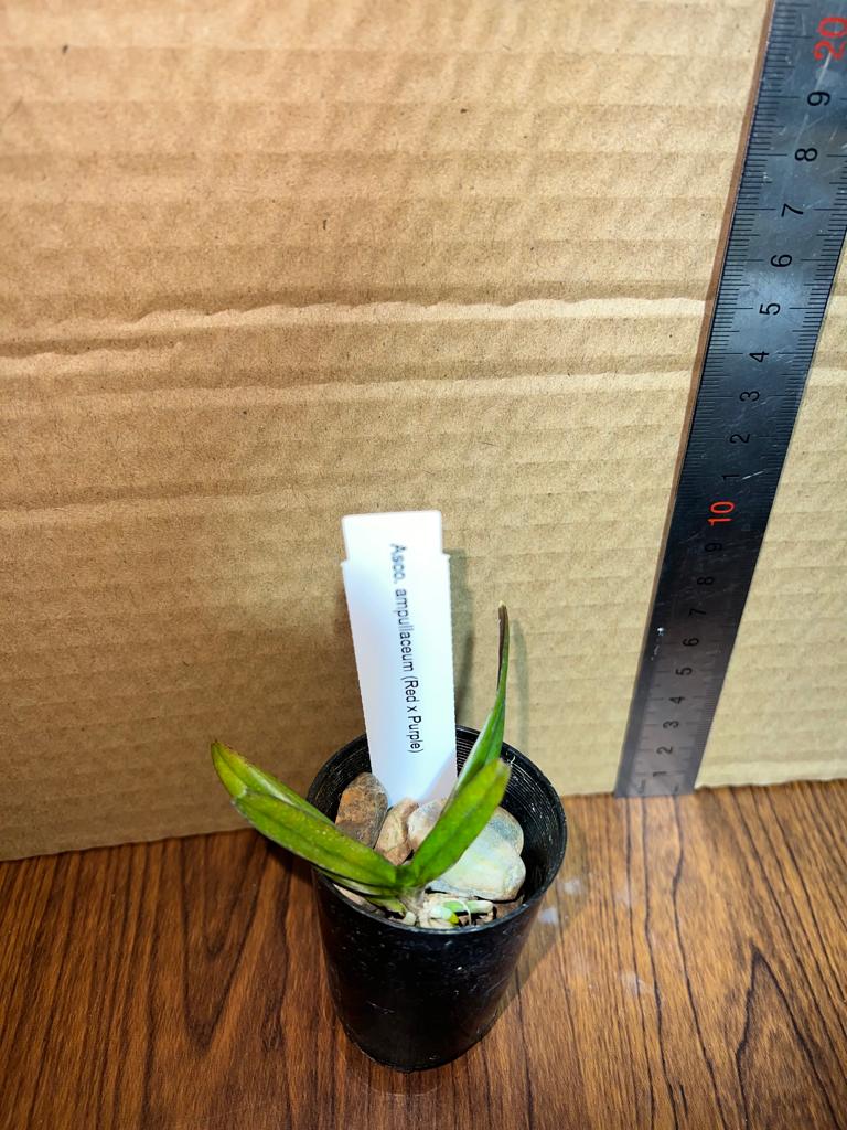 Ascocentrum ampullaceum (Red x Purple)