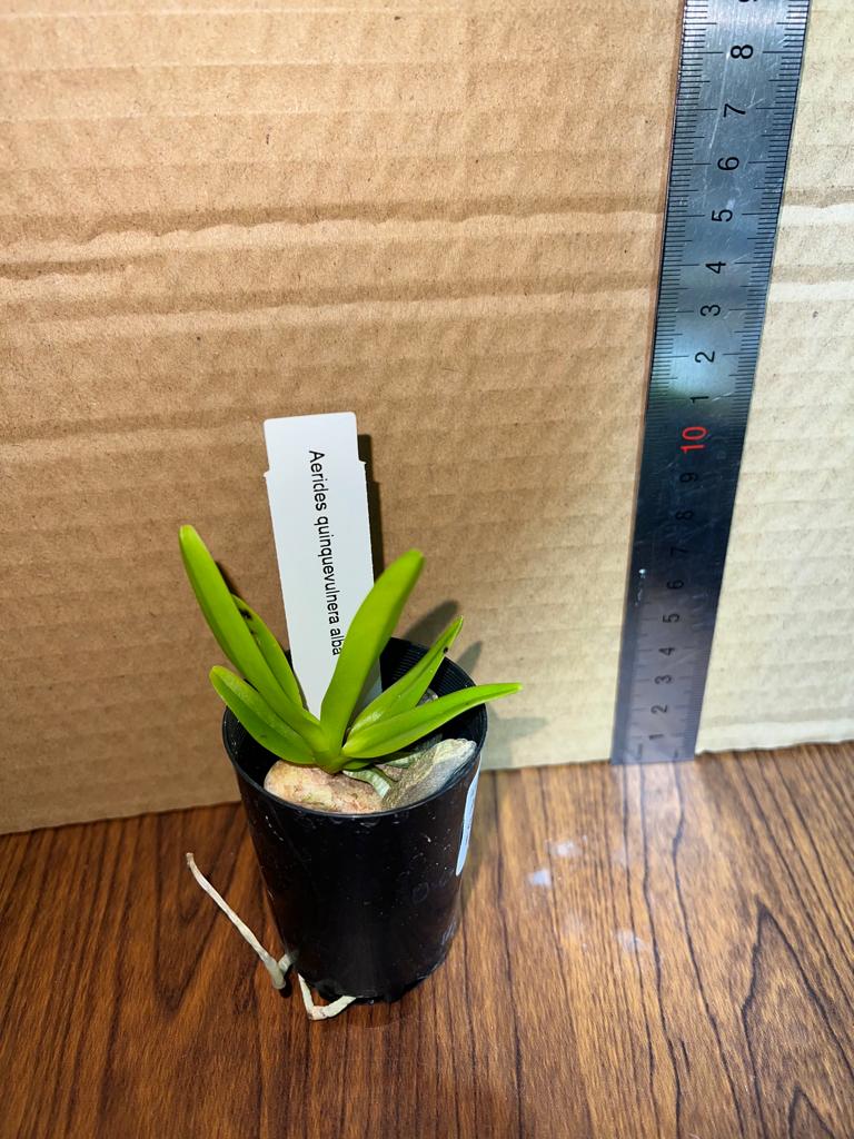 Aerides quinquevulnera alba (Species)