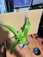 Rlc. Hey Song 'Amazing Thailand' (Special Variety)