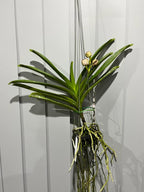 Vanda Pachara Garnet Butterfly (FLOWERING NOW!)
