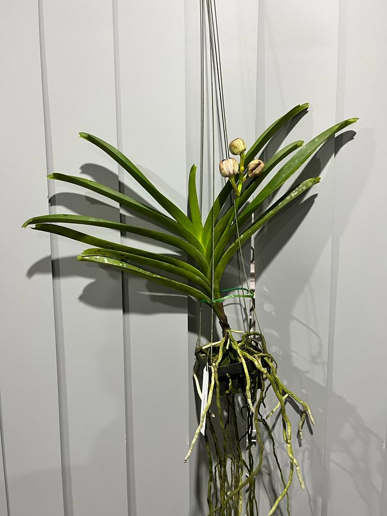 Vanda Pachara Garnet Butterfly (FLOWERING NOW!)