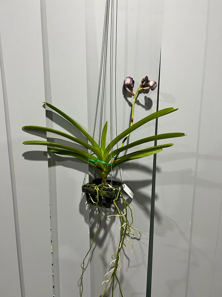 Vanda Legacy Black (IN BUDS NOW)