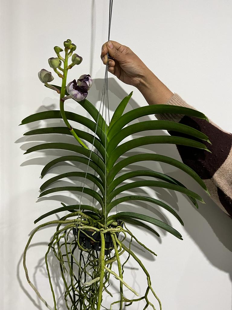 Vanda Kru Chom 'Dark Kinght' (IN SPIKE NOW) Secondary image