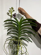 Vanda Kru Chom 'Dark Kinght' (IN SPIKE NOW)