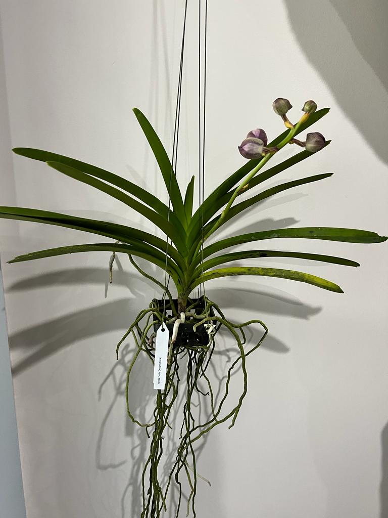 Vanda Fuchs Delight (Black) - IN SPIKE NOW!